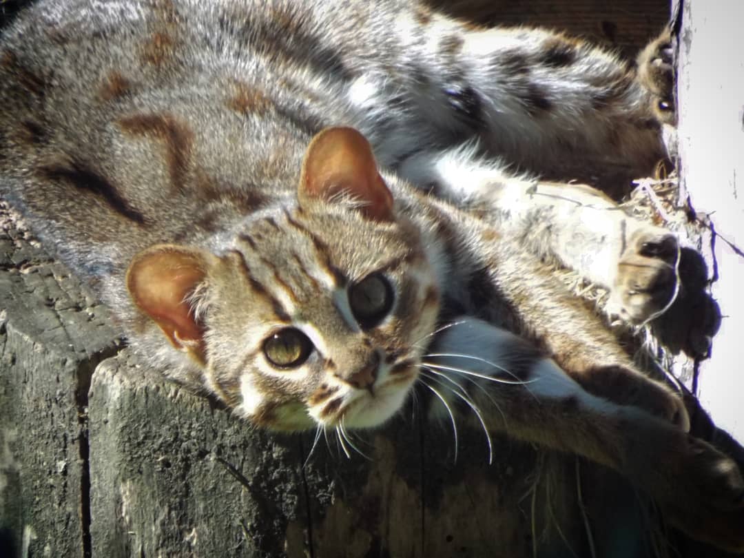 Rusty Spotted Cat