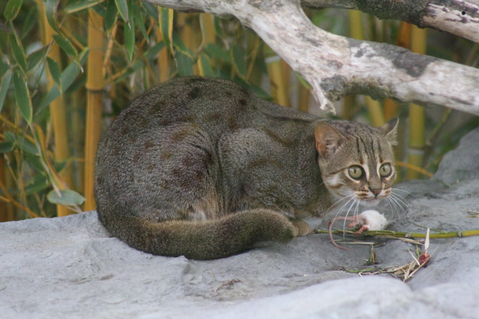 Rusty-Spotted Cat