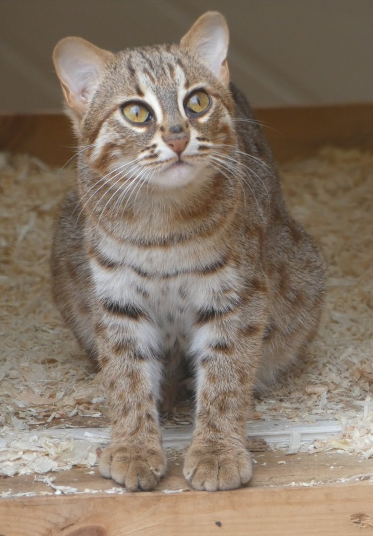 Rusty-spotted Cat