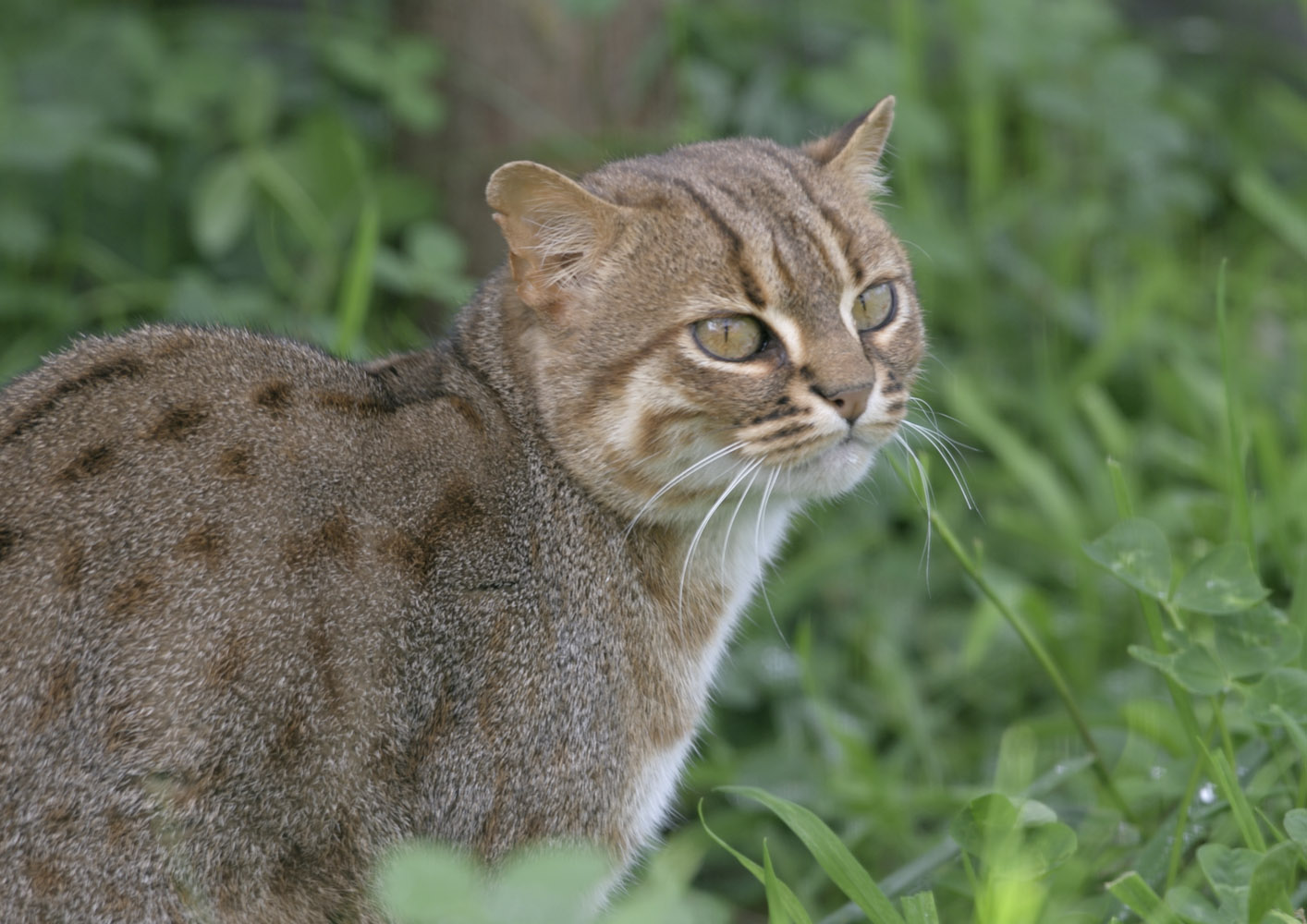Rusty-spotted cat