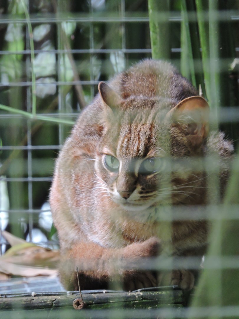 Rusty Spotted Cat