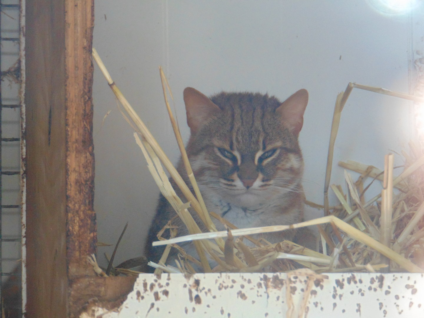 Rusty-spotted Cat