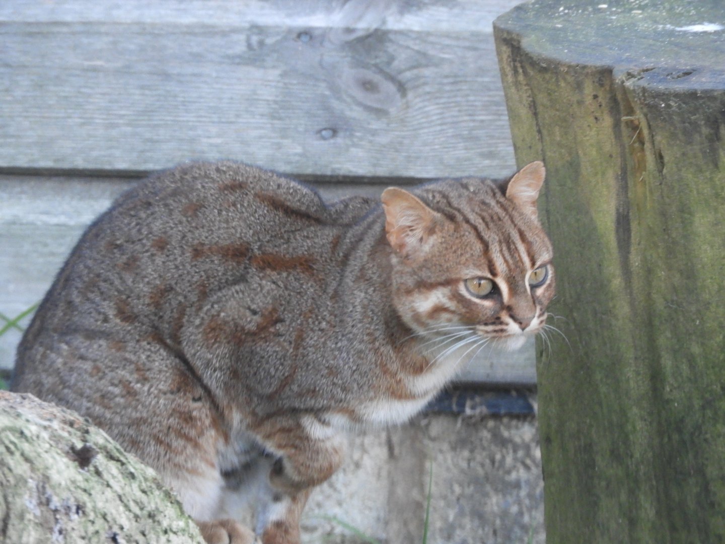 Rusty-spotted cat