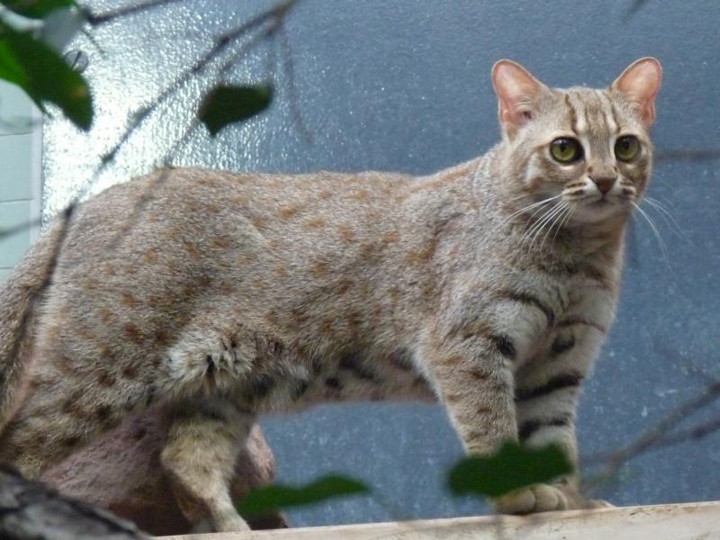Rusty Spotted cat