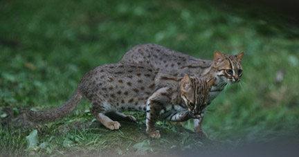 rusty spotted cats