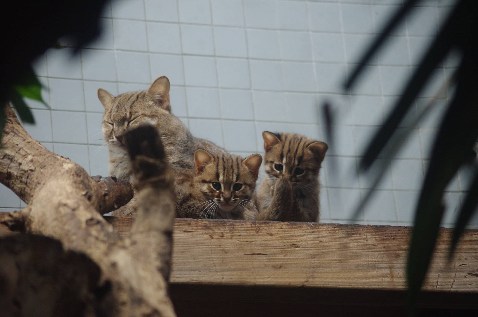 Rusty-Spotted Cats