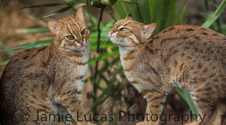 Rusty Spotted Cats