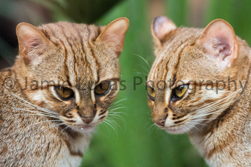 Rusty Spotted Cats