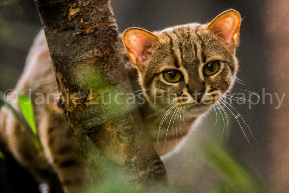 Rusty Spotted Cats