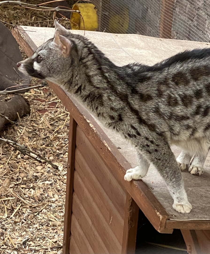 Rusty Spotted Genet? - ARK Wildlife Park