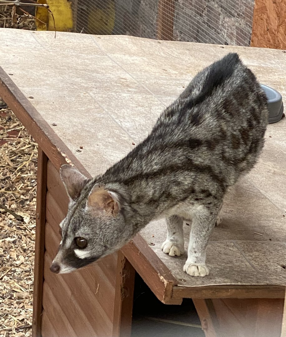 Rusty Spotted Genet? - ARK Wildlife Park