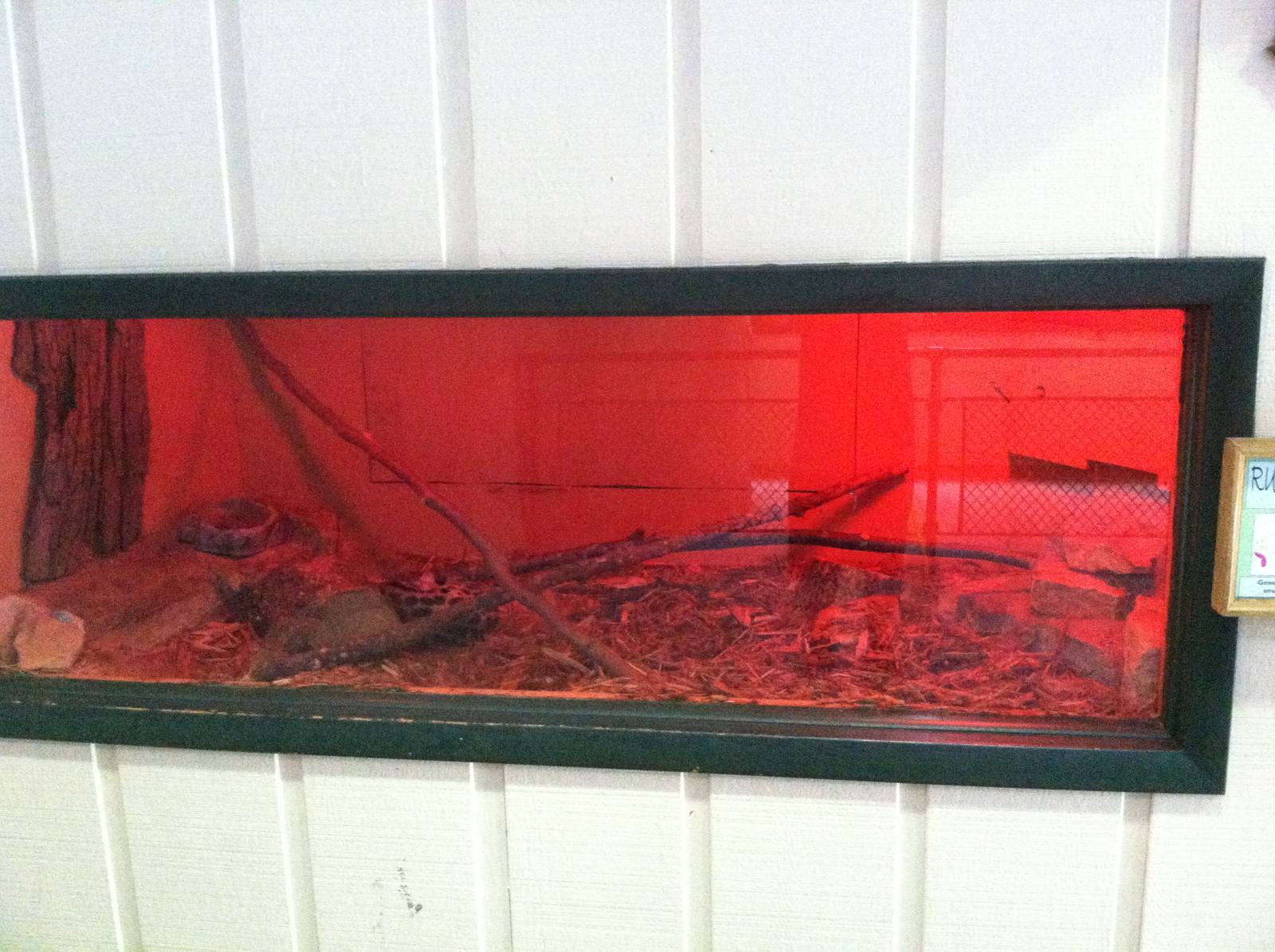 Rusty-Spotted Genet Exhibit