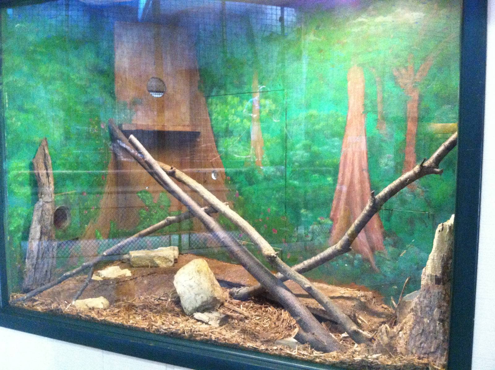 Rusty-Spotted Genet Exhibit