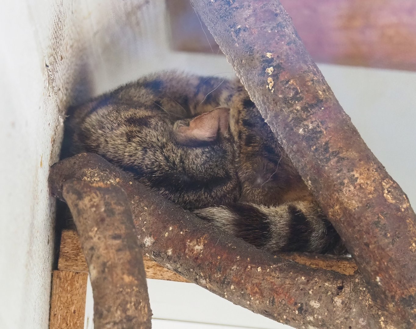 Rusty-spotted genet (Genetta maculata), 2023-06-24
