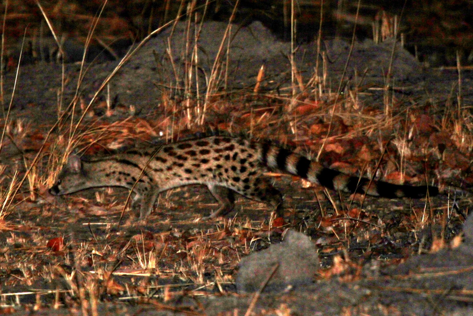 rusty-spotted genet (Genetta maculata) species ID?
