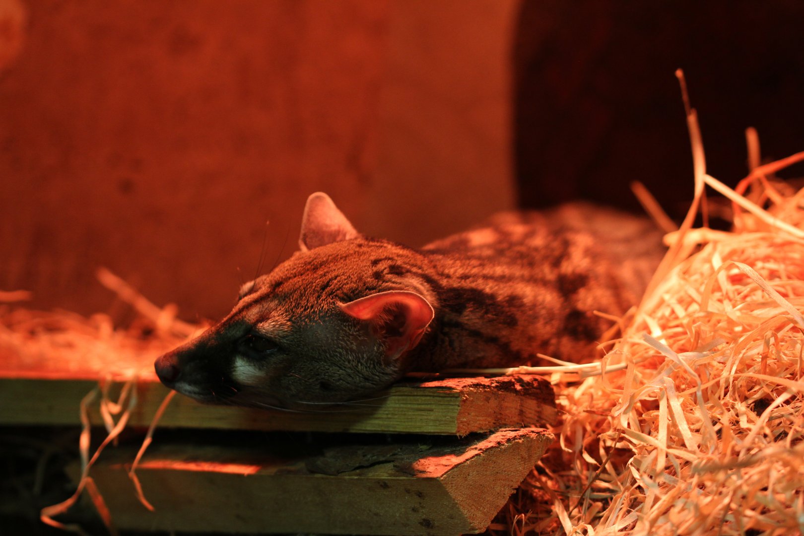 Rusty-spotted genet (Genetta maculata)
