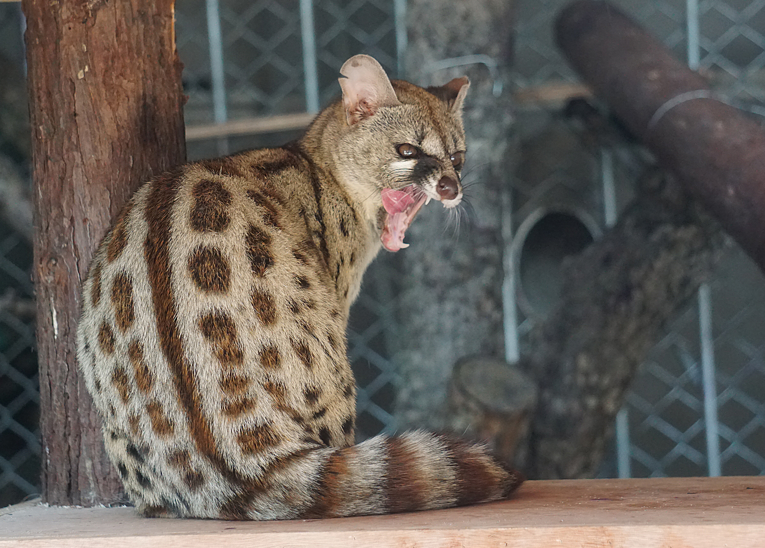 Rusty-spotted genet (Genetta maculata)