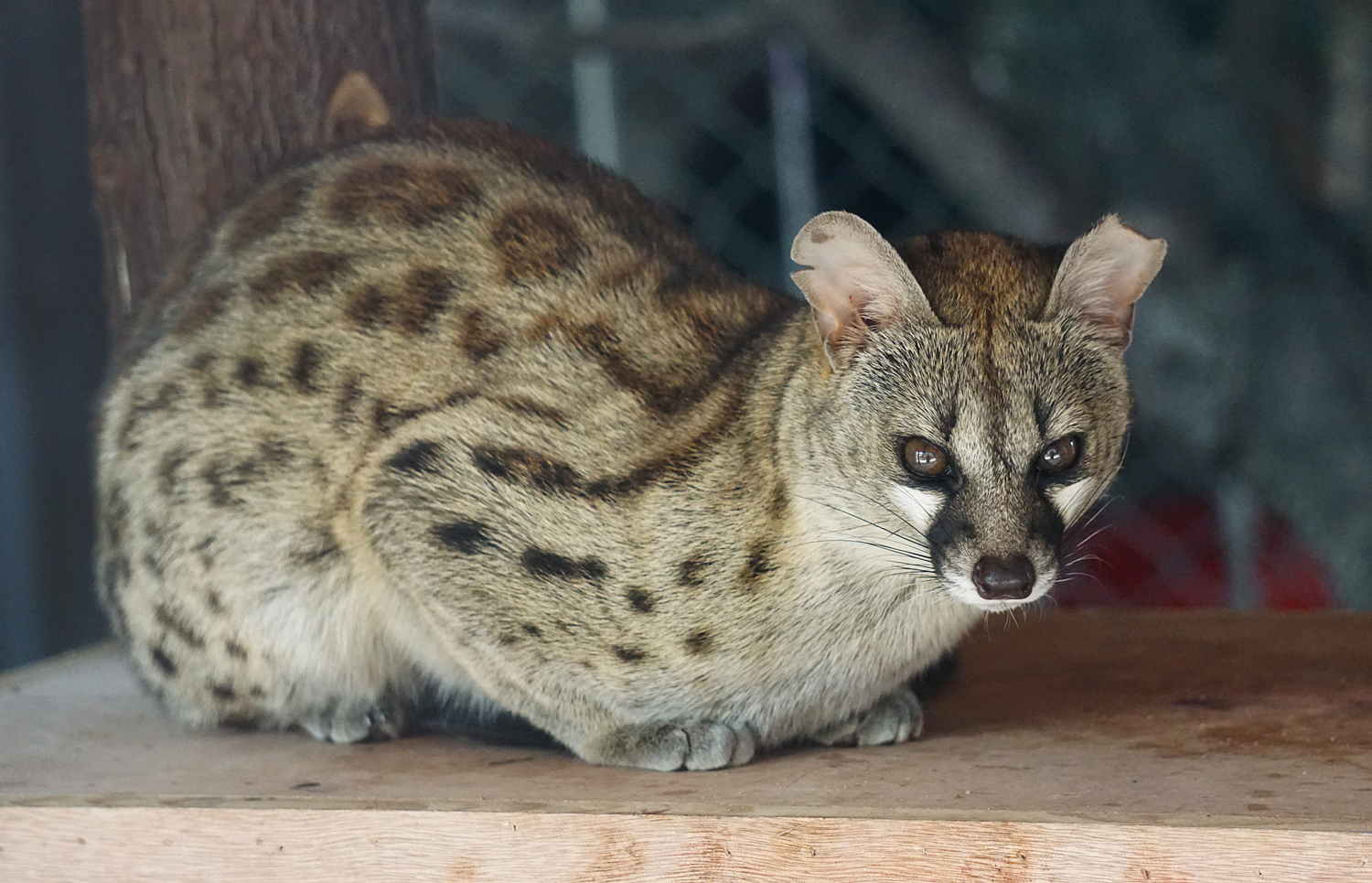 Rusty-spotted genet (Genetta maculata)