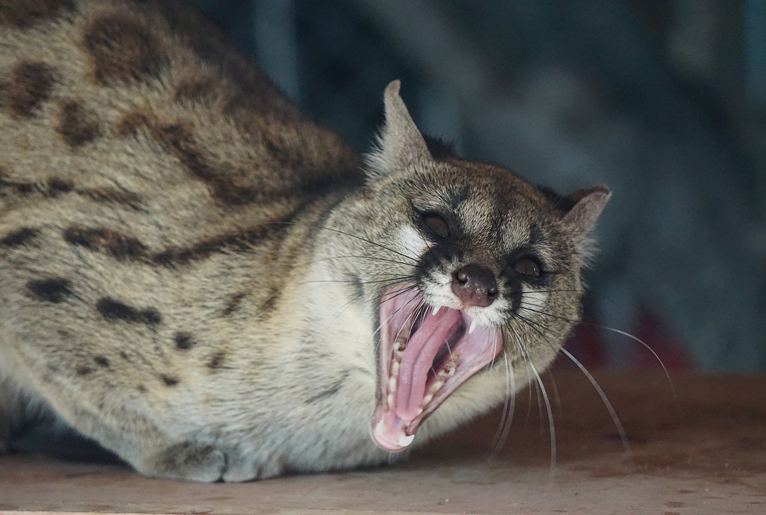 Rusty-spotted genet (Genetta maculata)