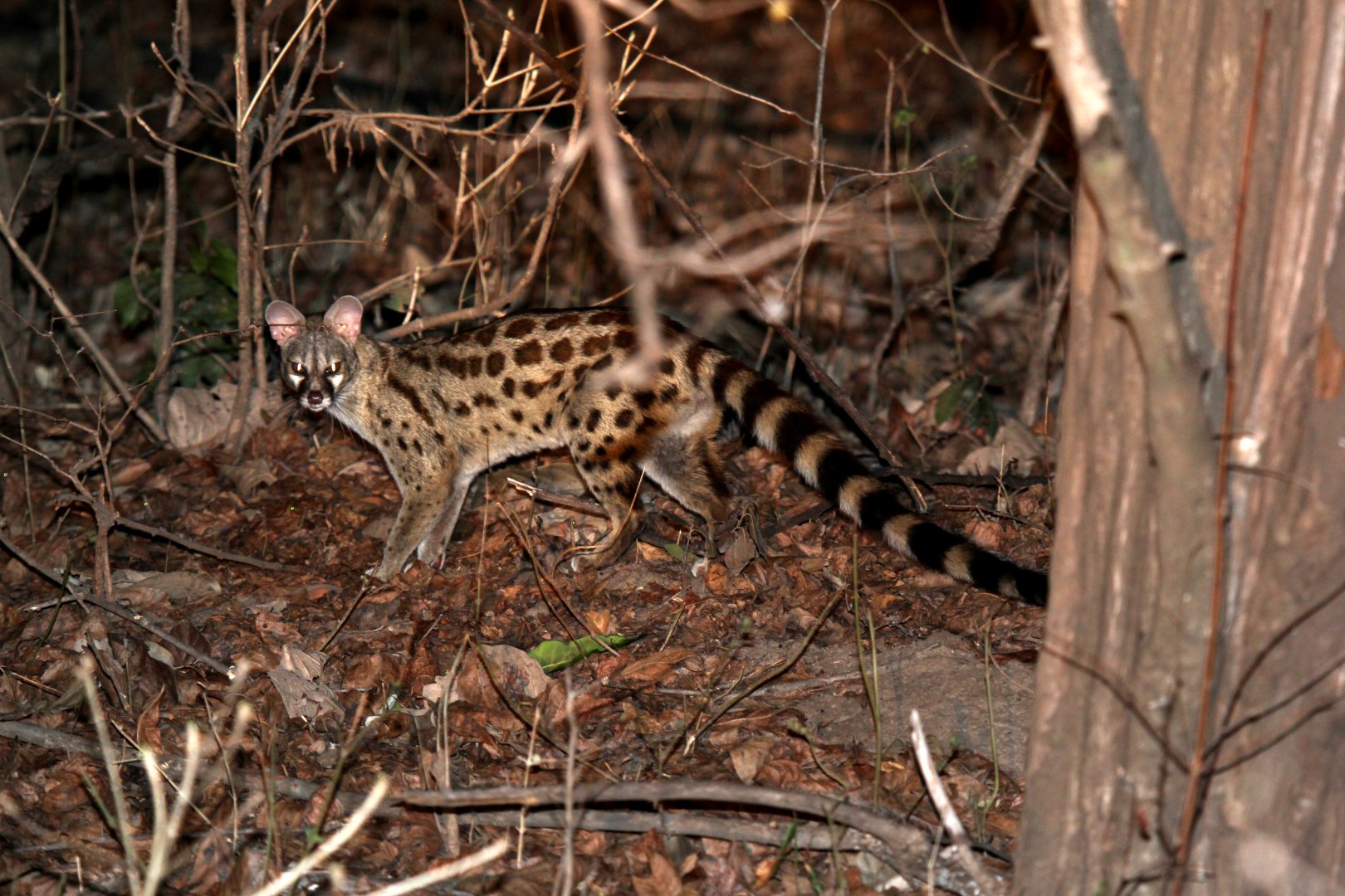 rusty-spotted genet (Genetta maculata)