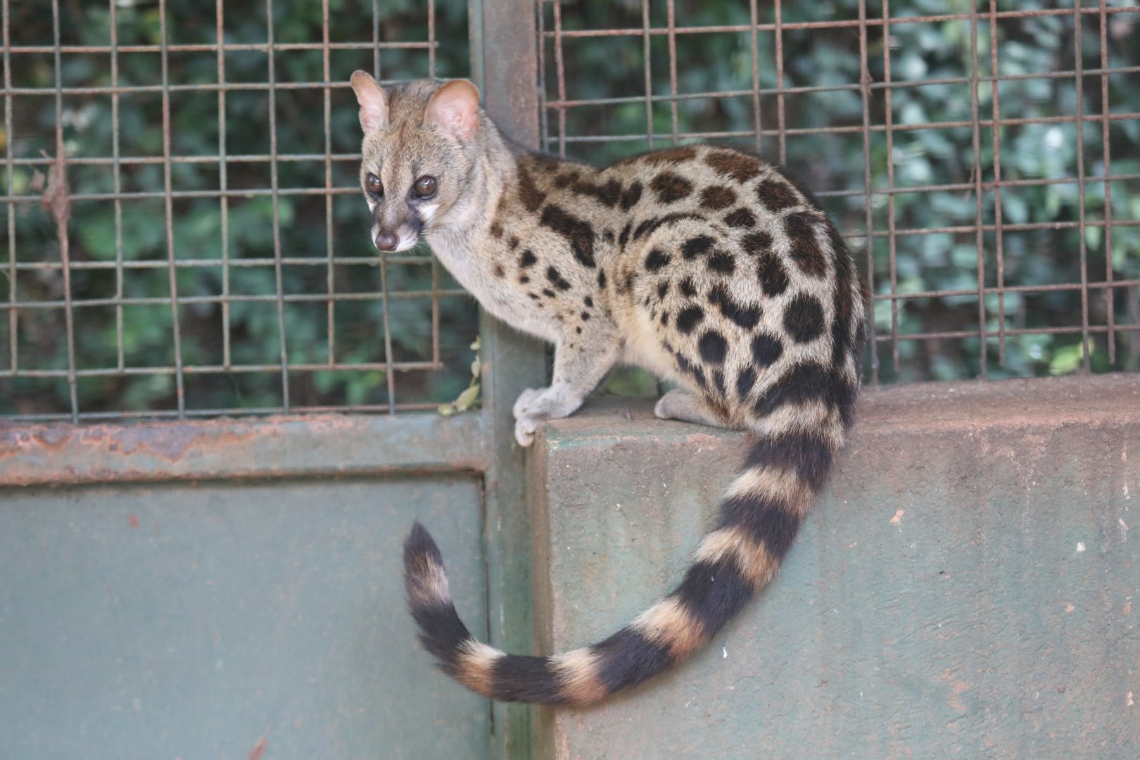 rusty-spotted genet (Genetta maculata)