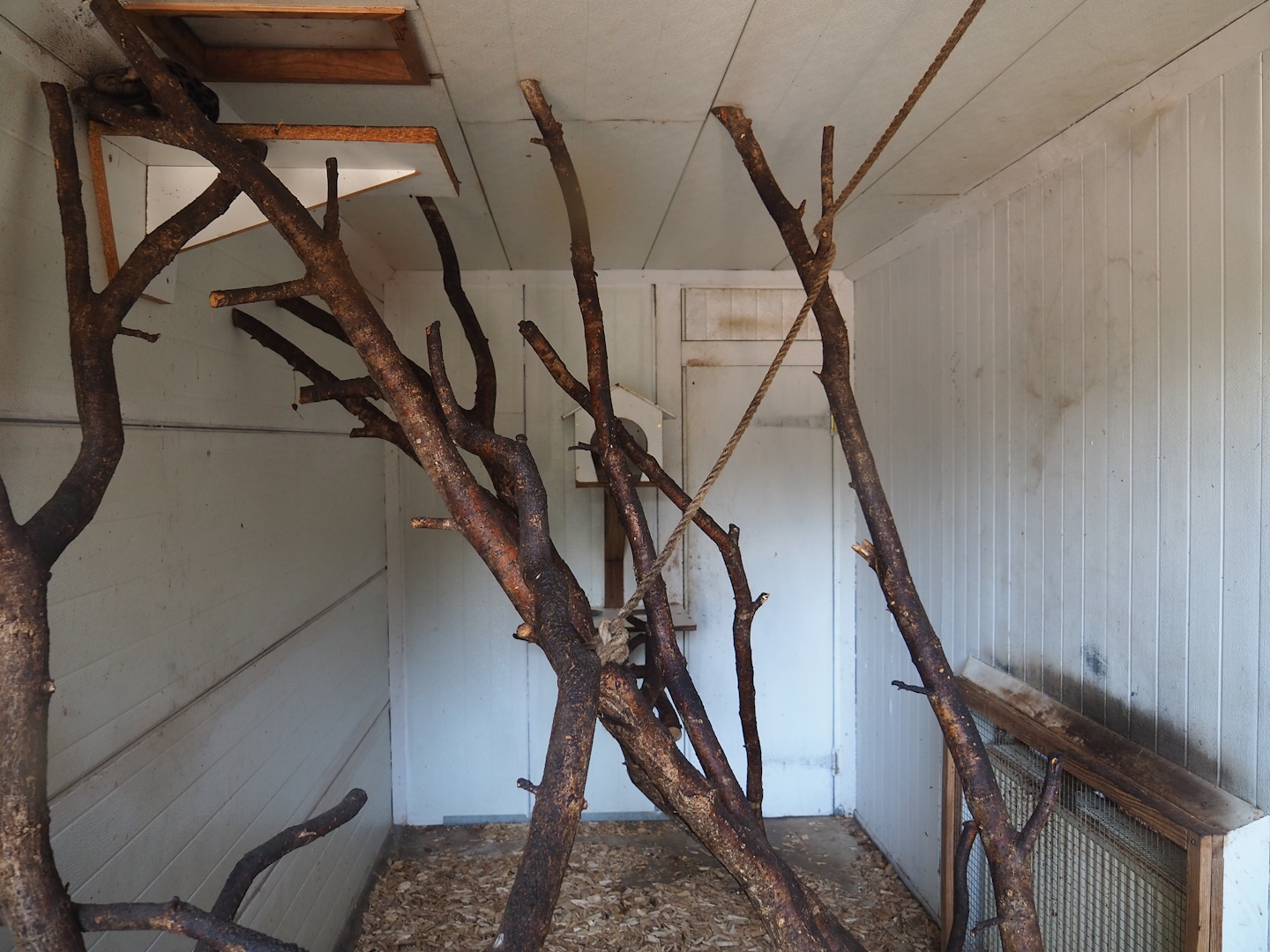 Rusty-spotted genet indoor exhibit, 2023-06-24