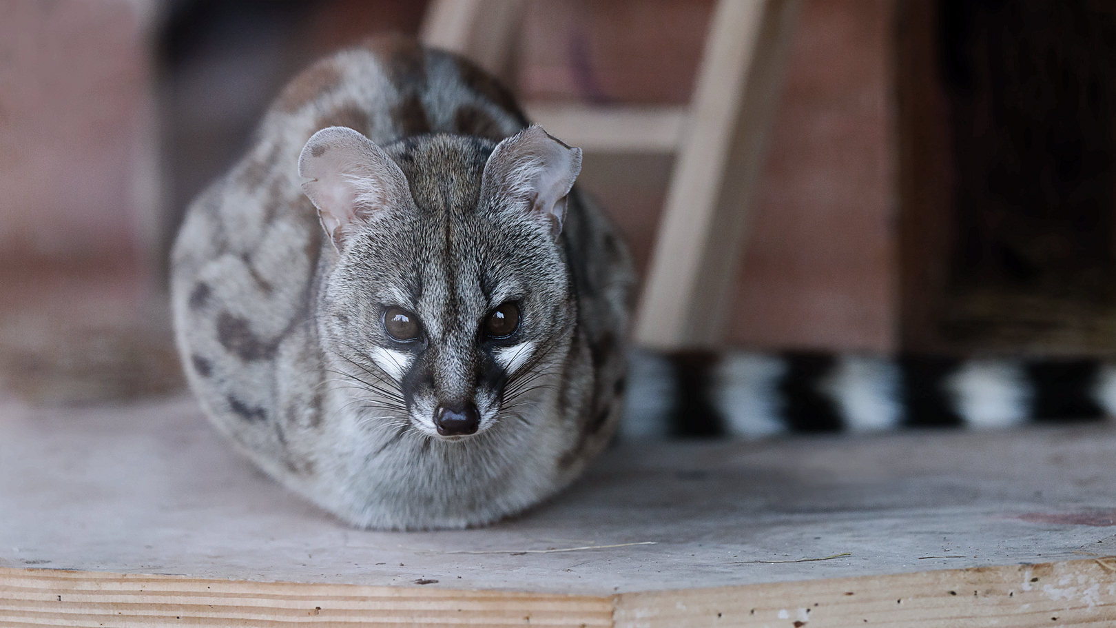 Rusty-spotted genet