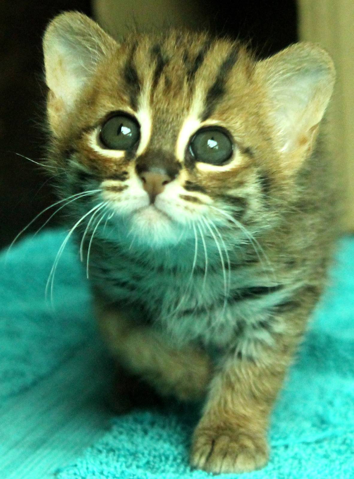 Rusty Spotted Kitten - 21st June 2015