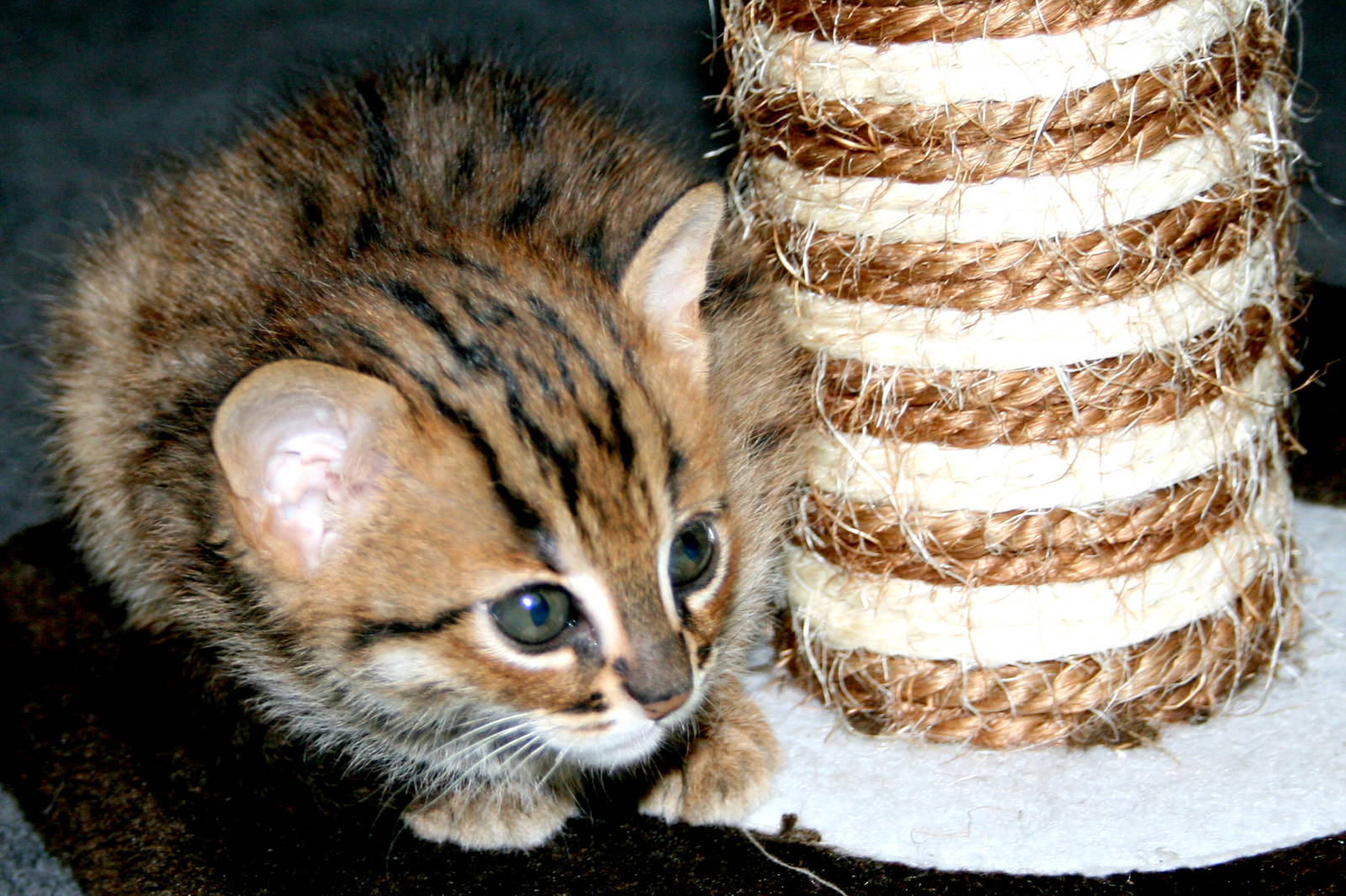 Rusty-spotted kitten; RSCC; 20th June 2015