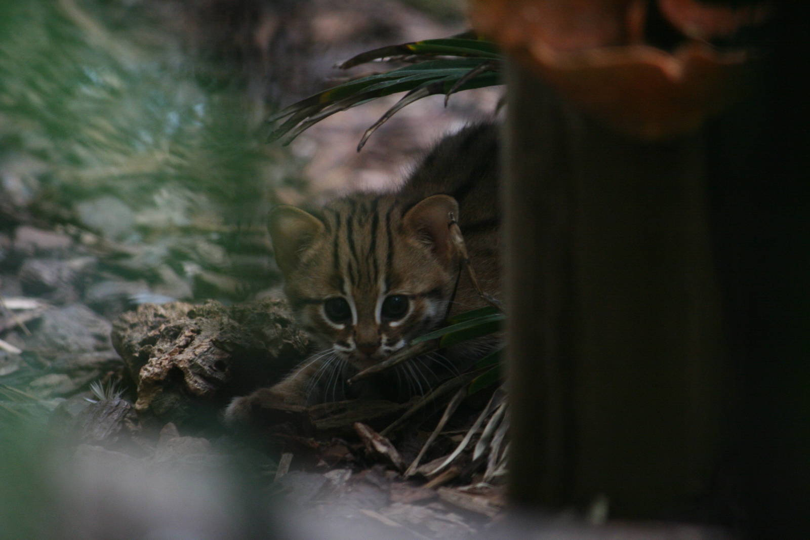 Rusty-spotted kitten