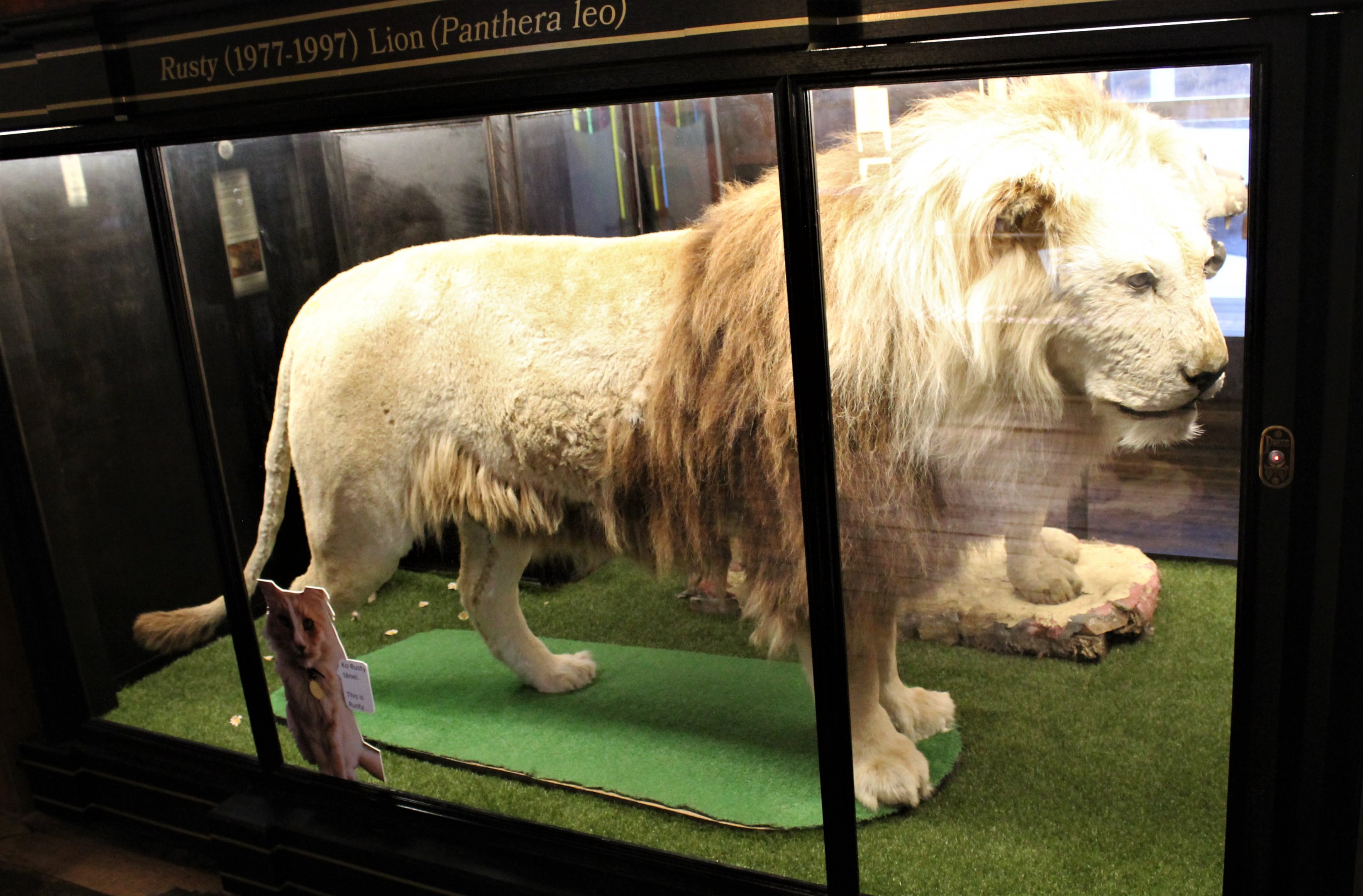 Rusty the Lion from Wellington Zoo