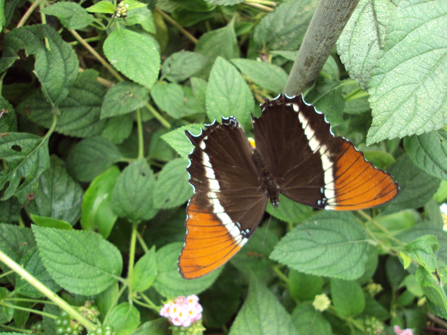 Rusty-tipped Page (Siproeta epaphus) 28/05/2019