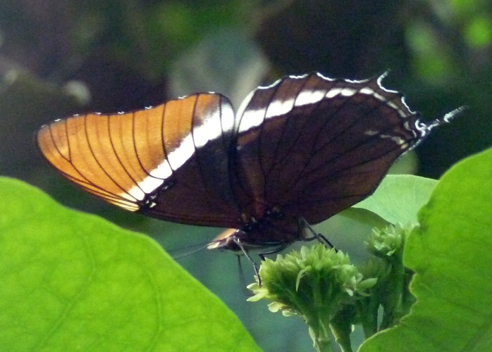 Rusty-tipped page (Siproeta epaphus)