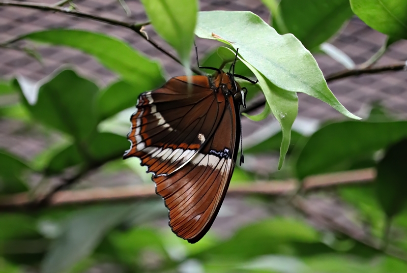 Rusty-tipped page (Siproeta epaphus)