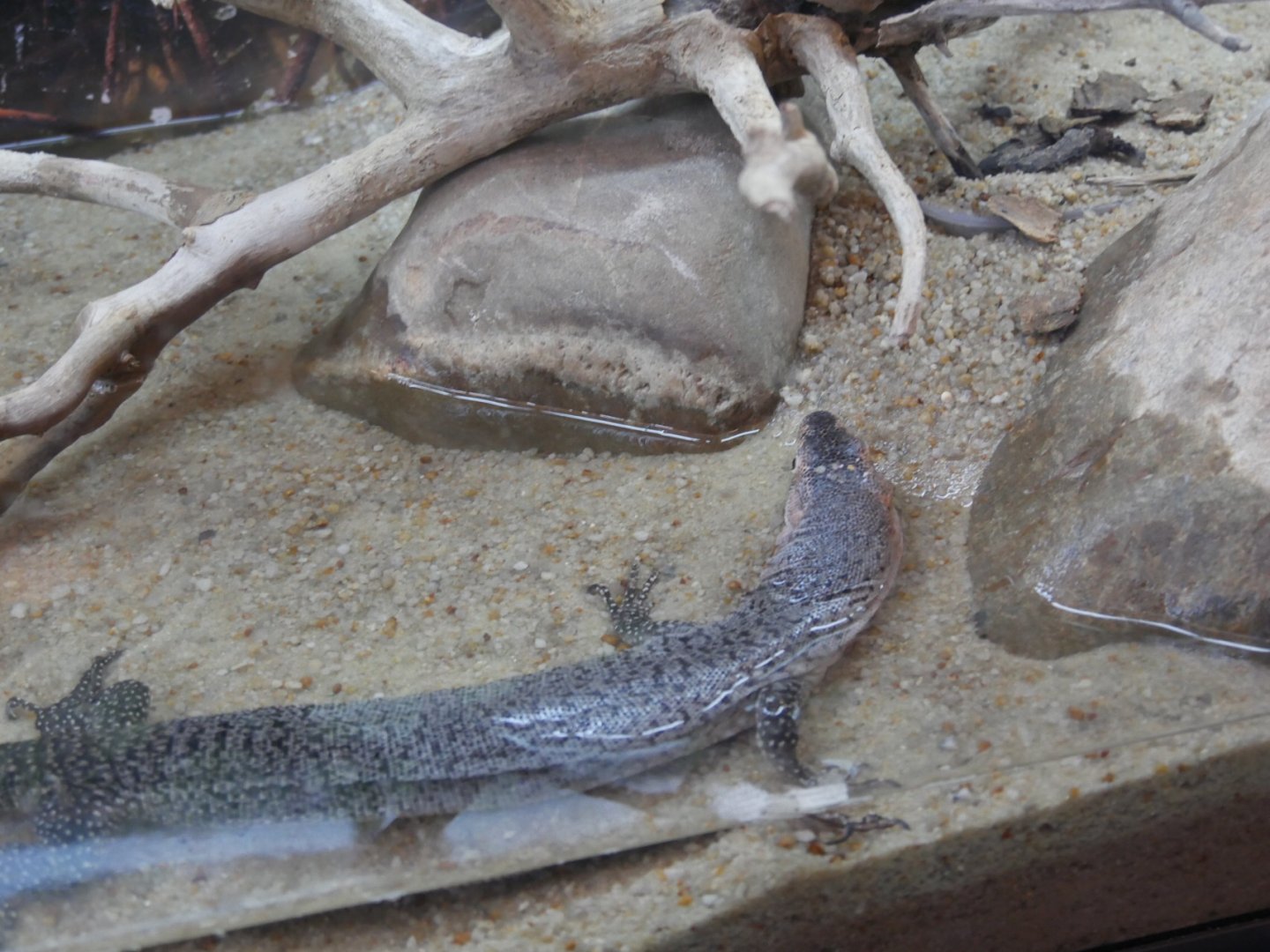 Rusty Water Monitor (Varanus semiremex)