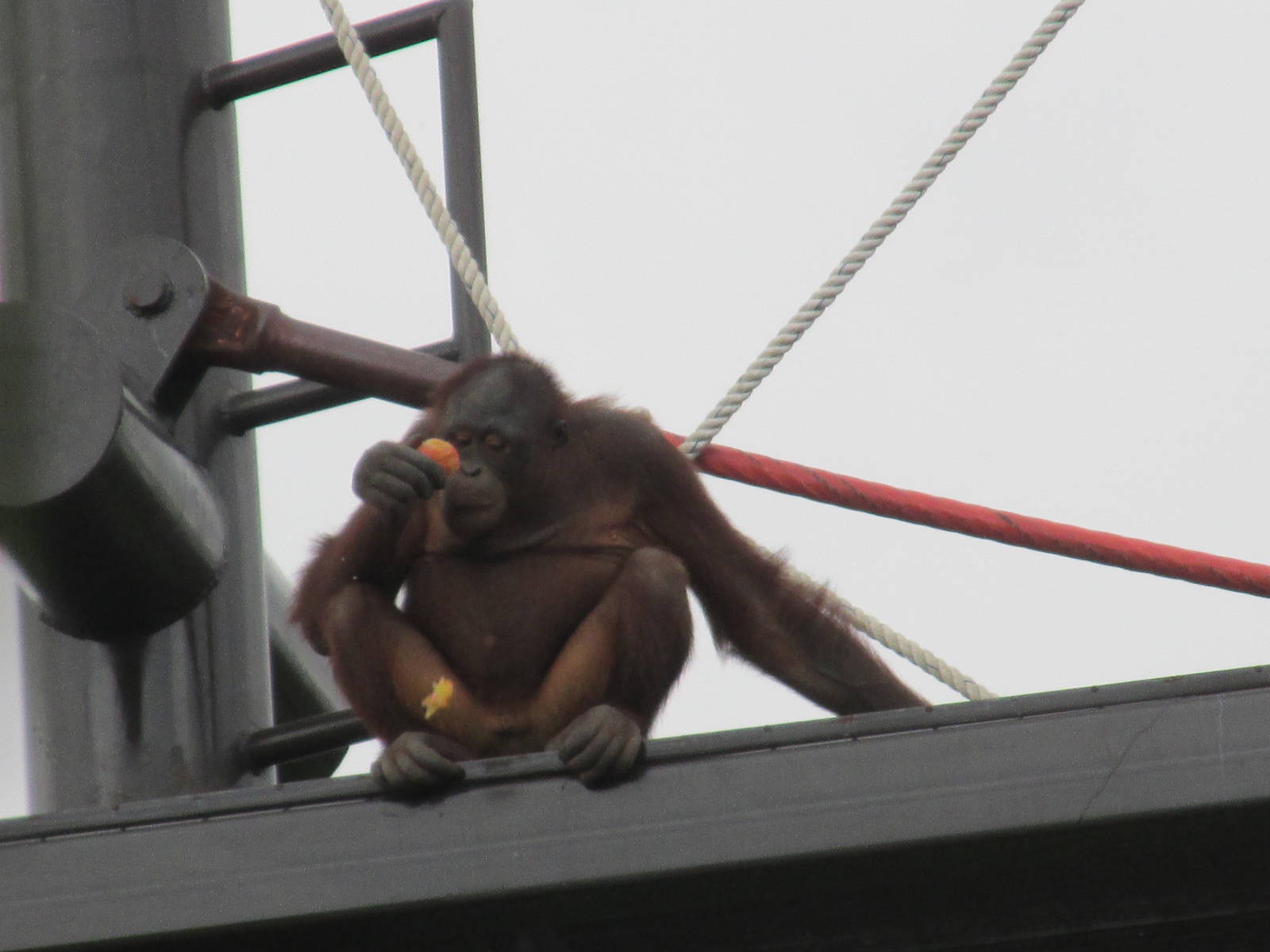 ruta orangutan  guadalajara zoo