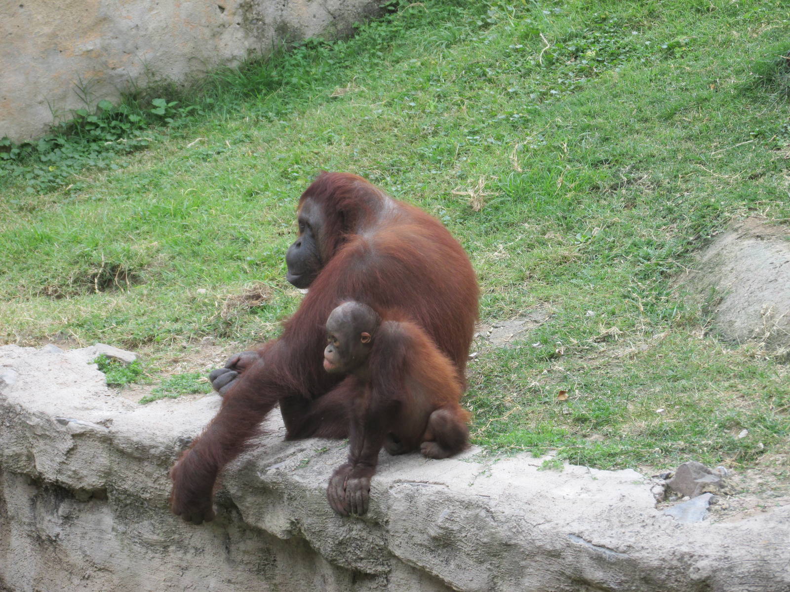 ruta orangutan  guadalajara zoo