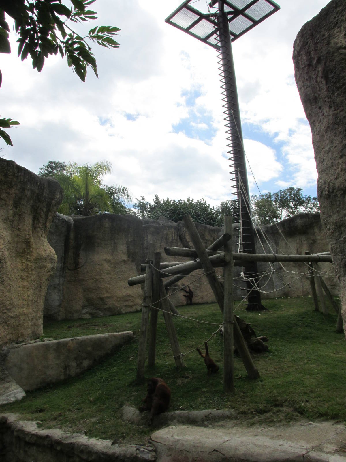 ruta orangutan  guadalajara zoo