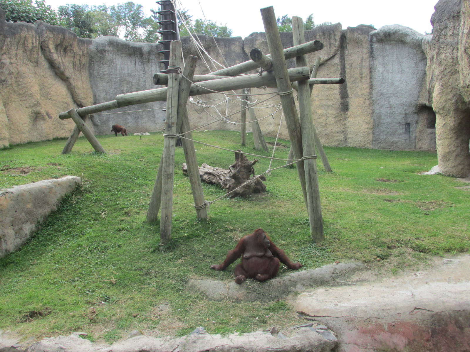 ruta orangutan  guadalajara zoo