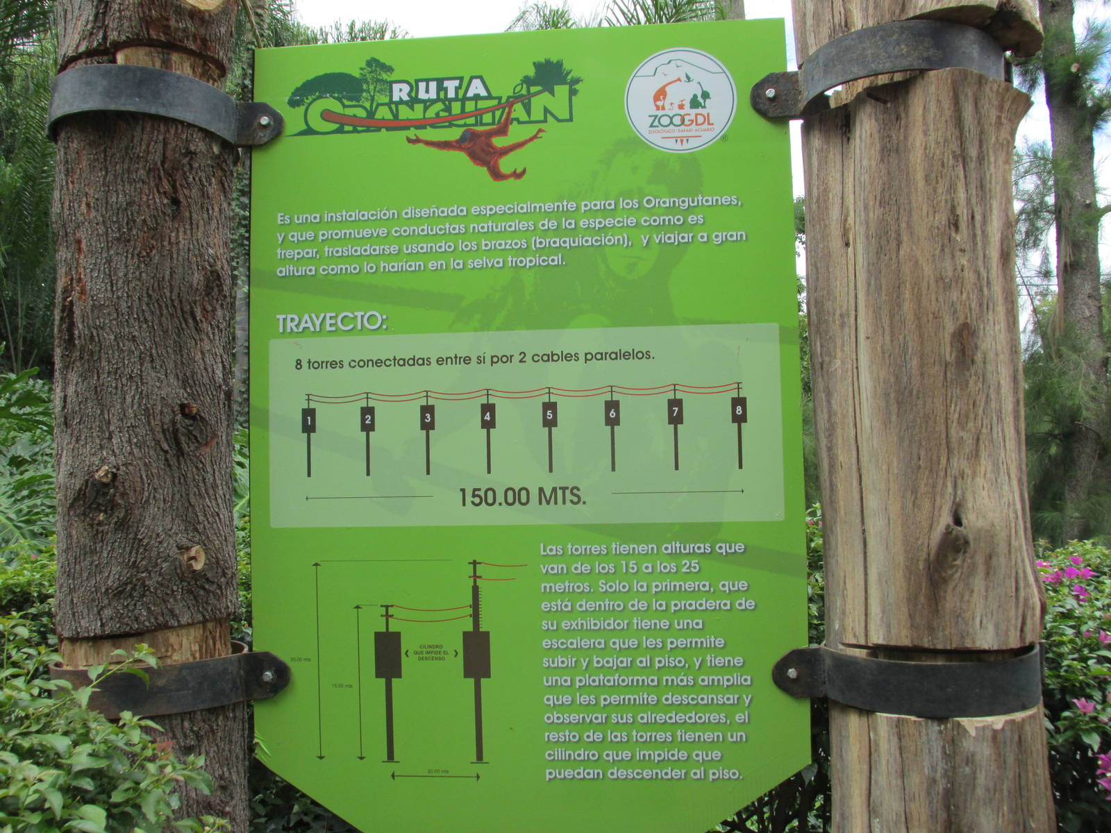 ruta orangutan sign guadalajara zoo