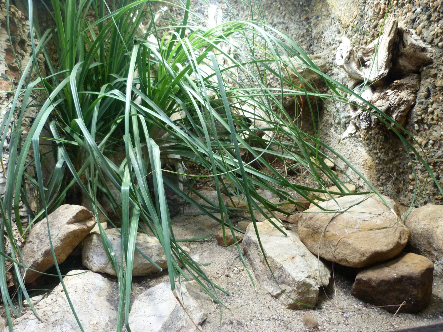 Ruthven’s kingsnake exhibit -Zoo Praha (2025)