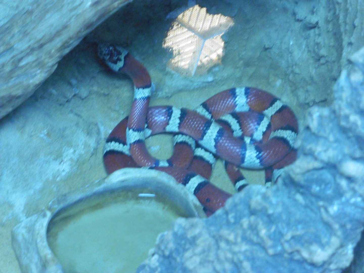 Ruthvens Kingsnake (lampropeltis ruthveni)