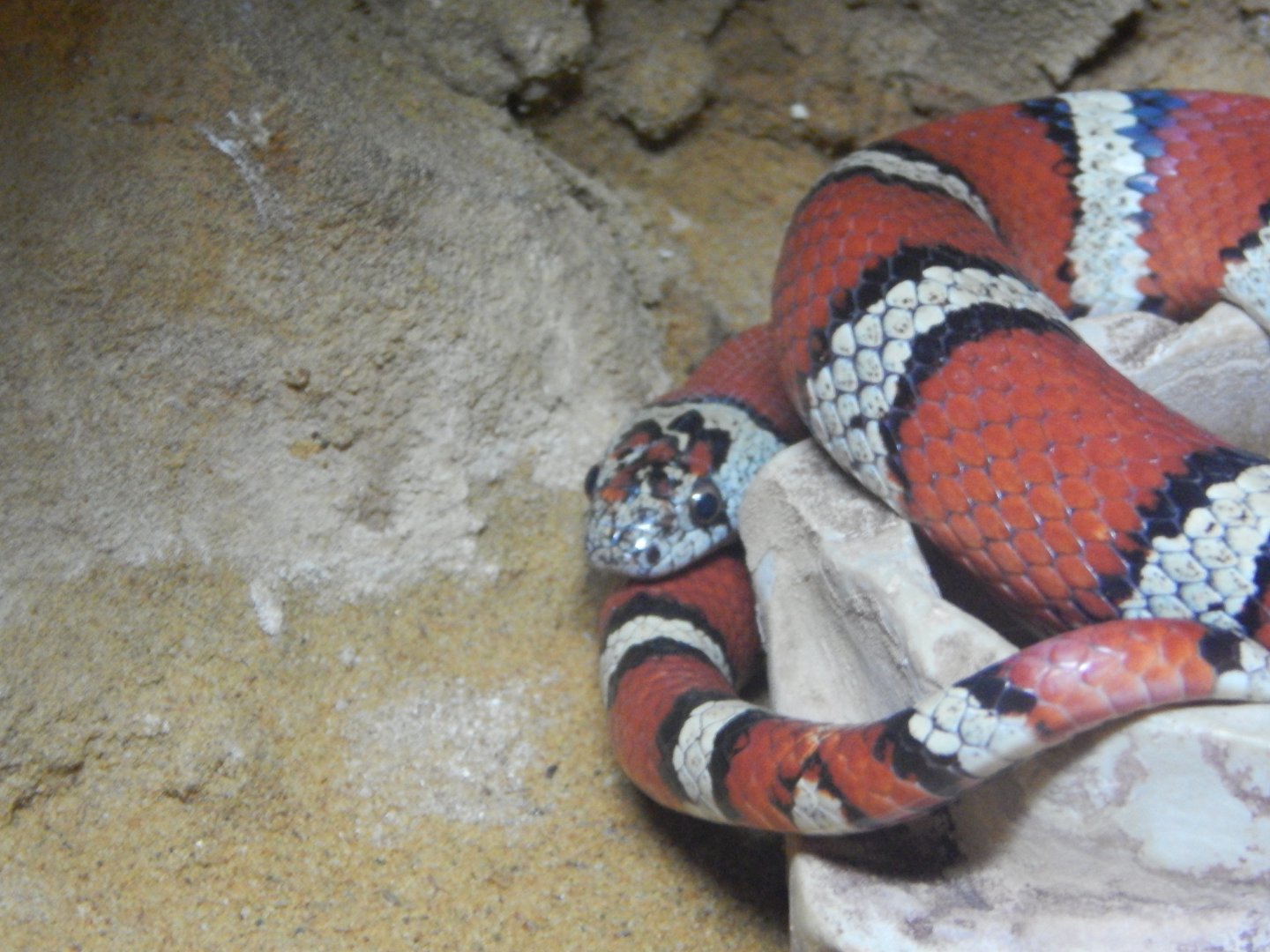 Ruthven's Kingsnake?