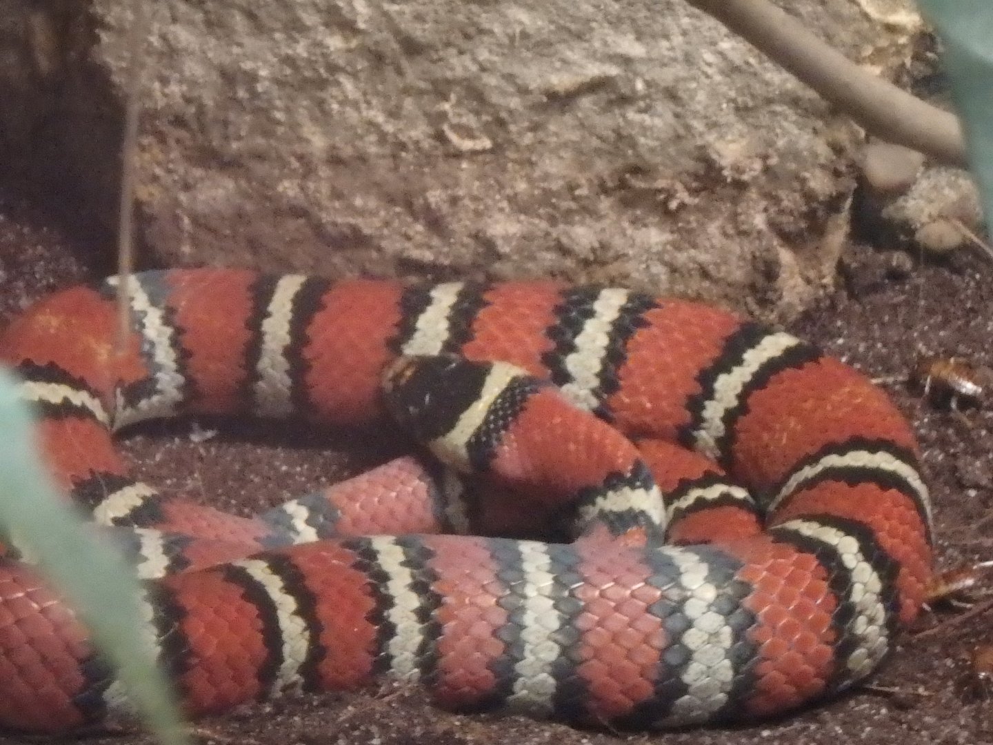 Ruthven's kingsnake