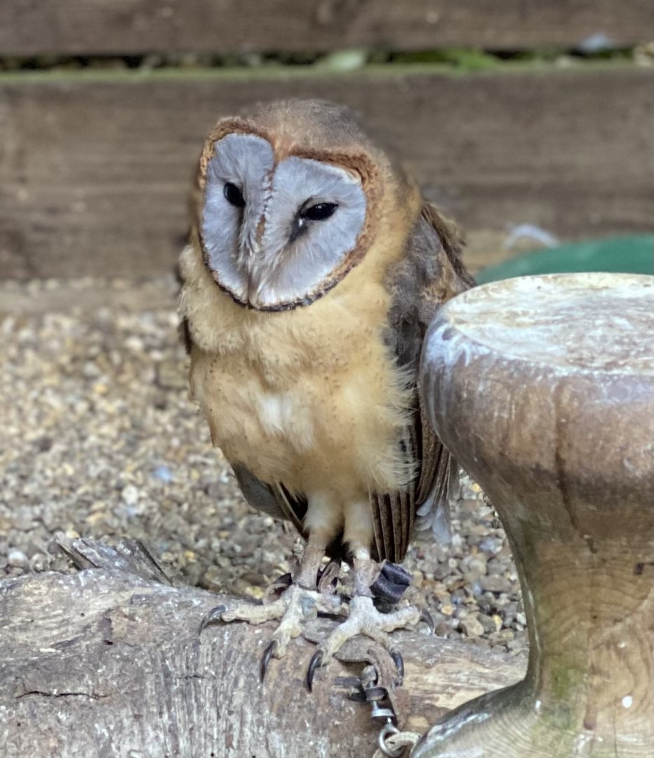 Rutland Falconry & Owl Centre - Ashy Faced Owl (Tyto glaucops)