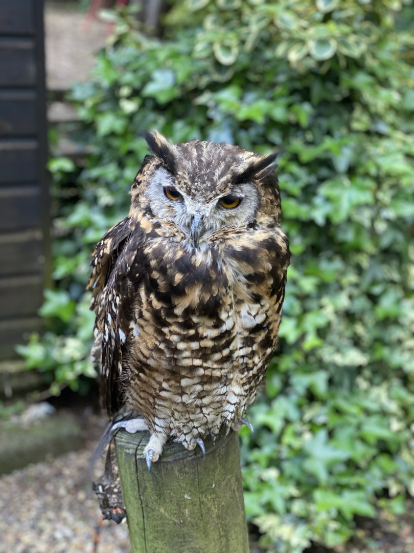Rutland Falconry & Owl Centre - Eurasian Eagle Owl (Bubo bubo)