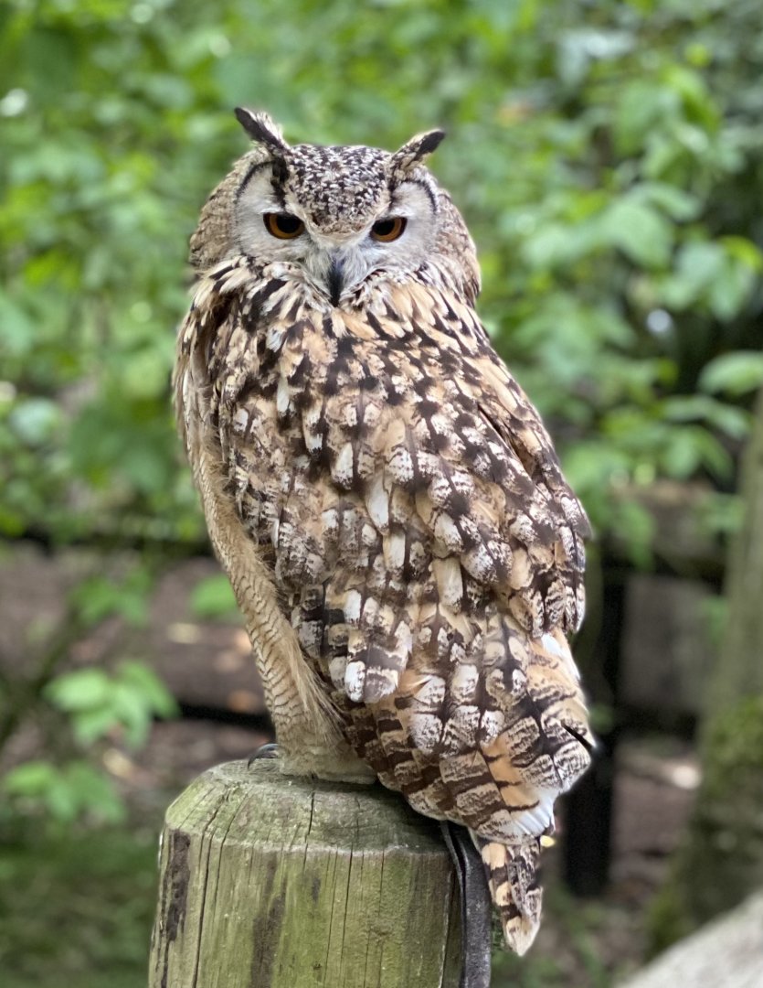 Rutland Falconry & Owl Centre - Indian Eagle Owl (Bubo bengalensis)