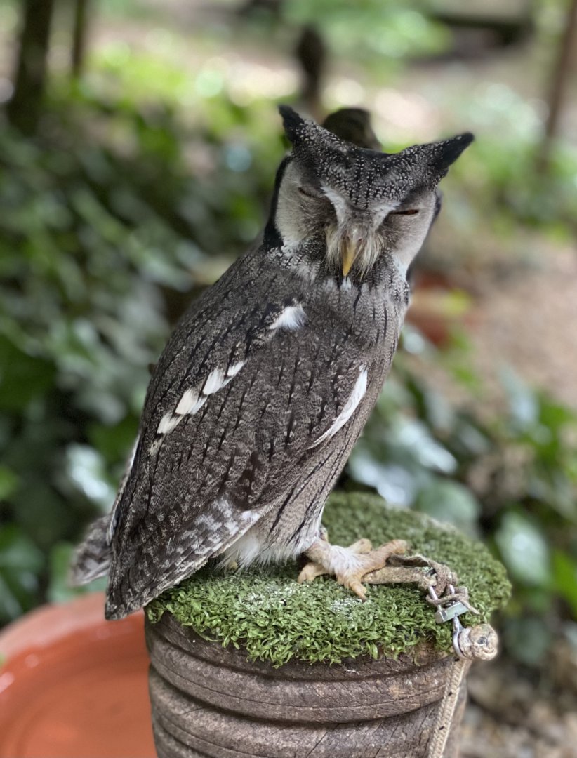 Rutland Falconry & Owl Centre - Southern White Faced Scops Owl (Ptilopsis granti)