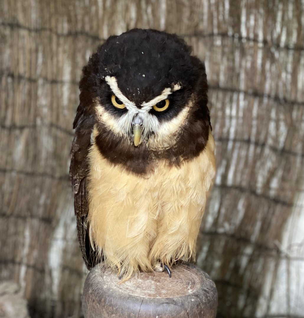 Rutland Falconry & Owl Centre - Spectacled Owl (Pulsatrix perspicillata)