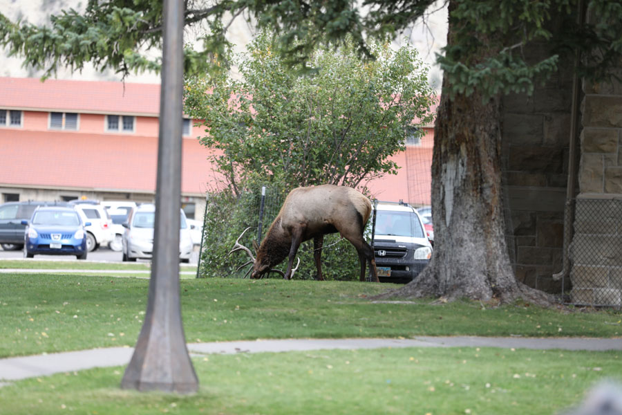 rutting elk self marking